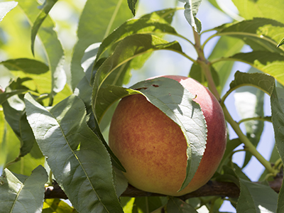 peach in a tree