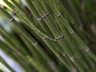 diagonal shot of horsetail