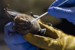 A researcher for Brazil's state-run Fiocruz Institute takes an oral swab sample from a bat captured in the Atlantic Forest, at Pedra Branca state park, near Rio de Janeiro, Tuesday, Nov. 17, 2020. Teams of researchers around the globe are racing to study the places and species from which the next pandemic may emerge. It's no coincidence that many scientists are focusing attention on the world's only flying mammals - bats.