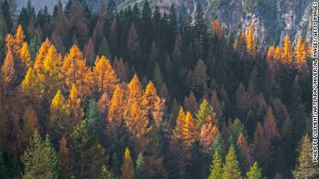 European larch trees (Larix decidua) and spruces in coniferous woodland on mountain slope showing autumn colours in the fall. (Photo by: Philippe Clement/Arterra/Universal Images Group via Getty Images)