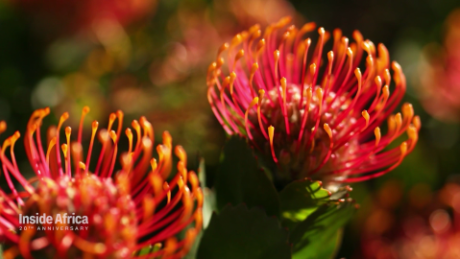 cape floral kingdom south africa grotbos fynbos nature reserve pandemic spc_00024723.png