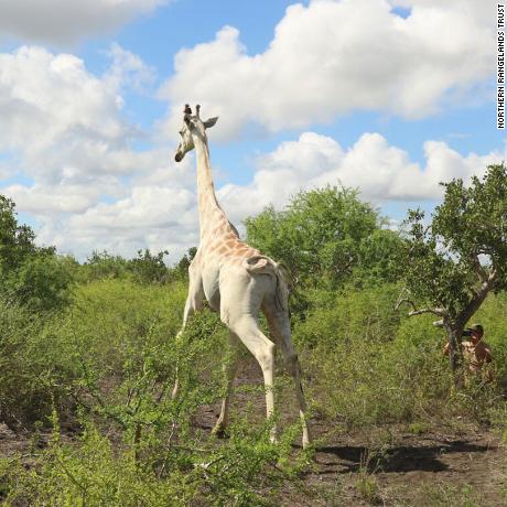 The world&#39;s only known white giraffe lives in the Ishaqbini Community Conservancy, Garissa County.