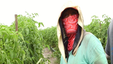 Farm worker Alejandrina Carrera works on a tomato farm in Immakolee, Florida.