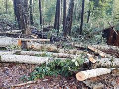 Photo of cut logs at Lacks Creek (BLM Photo by Dan Wooden)