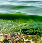 Harmful Algal Bloom 