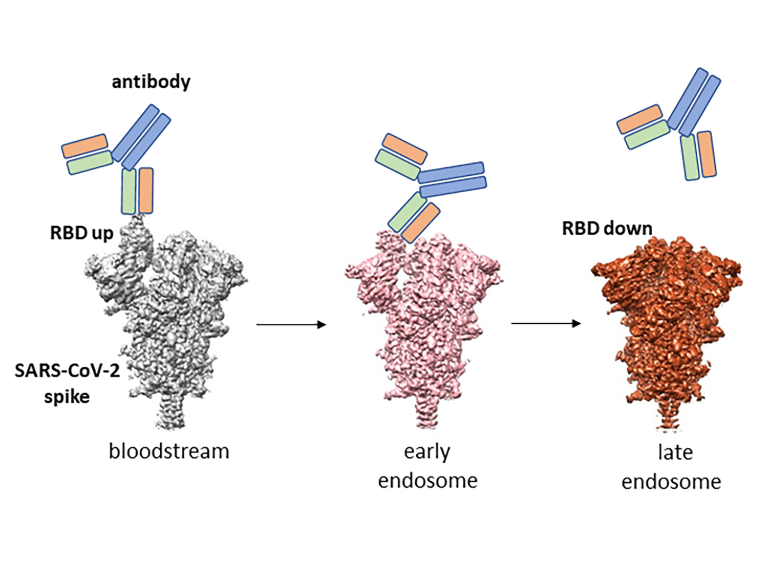 A diagram showing three 3D models of the COVID-19 spike protein with 2D representations of antibodies showing how the antibodies will slowly detach