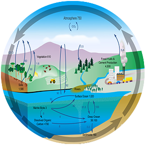 Carbon cycle diagram