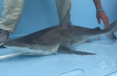 gray shark on deck with hose in its mouth