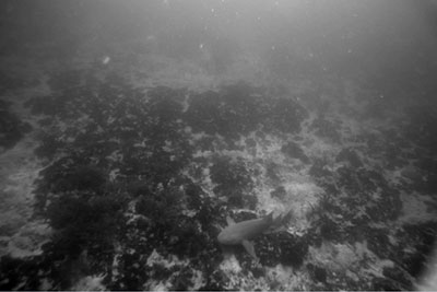 Underwater seafloor image off the coast of Florida.