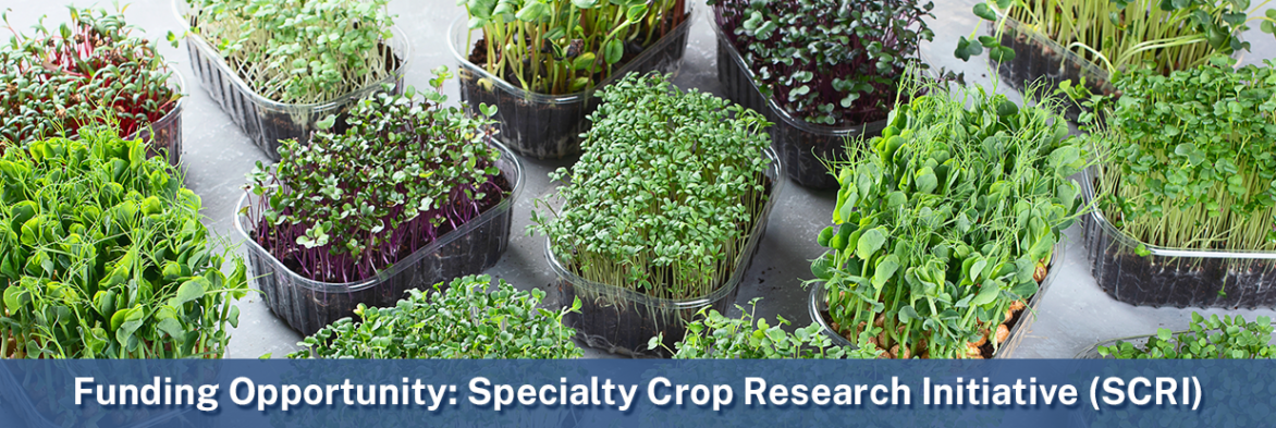 Funding Opportunity: Specialty Crop Research Initiative (SCRI). Image of small specialty crops. Image courtesy of Getty Images. Links to funding page.