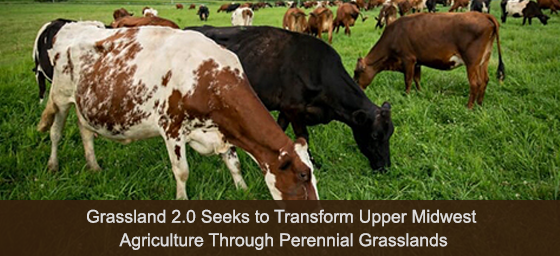 Grassland 2.0 Seeks to Transform Upper Midwest Agriculture Through Perennial Grasslands.  Image of dairy cows in grasslands; photo courtesy of Finn Ryan.  Links to NIFA Impact.