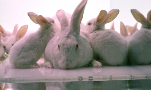 a group of rabbits