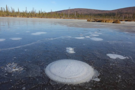 Methane emitted from thawing permafrost below an Arctic thermokarst lake is trapped in bubbles of many different sizes and shapes as the ice grows during the winter.