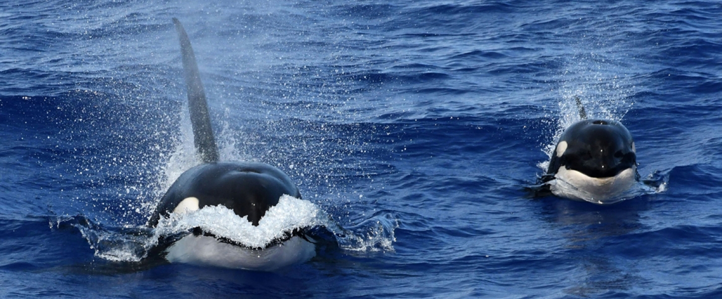 Killer whales on HICEAS cruise 2017 research survey in Hawaii. 
