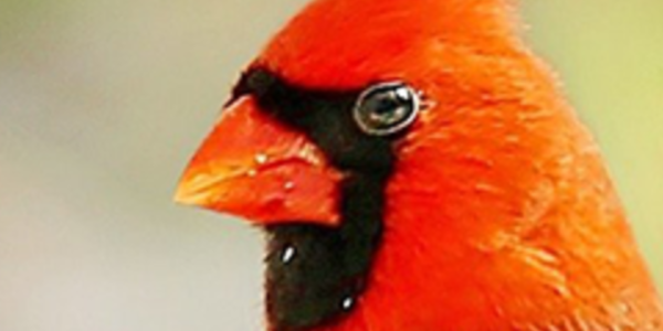 Photo of head of red cardinal bird
