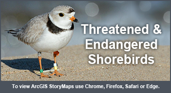 Threatened & Endangered Shorebird Species: View Storymap using Chrome, Firefox, or Edge