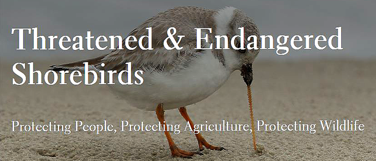 Threatened and Endangered Shorebirds Storymap