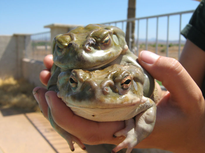 Colorado River toads in amplexus at Planet Ranch, Bill Williams River, AZ, July 2009 - Photo by Joe Hildreth
