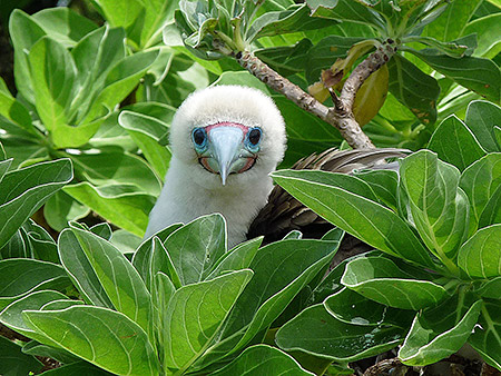 osprey