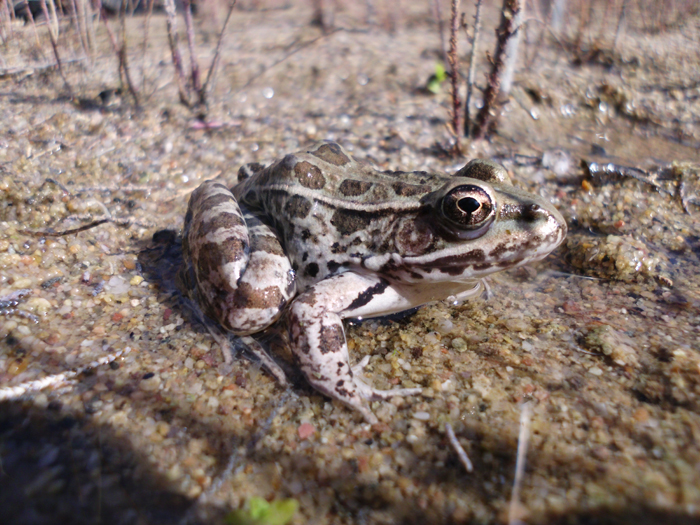 Lowland Leopard Frog at the Bill Williams River in February 2012 - Photo by Arizona Game and Fish Department - Taylor Cotten