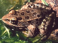 Lowland Leopard frog - AZGFD - C.S. Painter