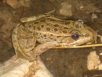 Relict leopard frog seen during a survey at Red Rock Spring, NV - Reclamation