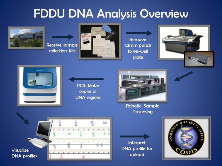 A visual, step-by-step representation of the DNA sample submission and testing process used by FDDU.