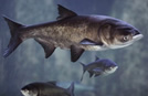 Asian Carp