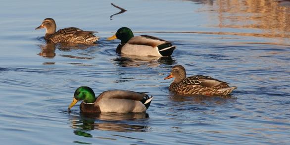 Migratory Bird Center of Excellence