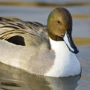 Image: Northern Pintail Duck