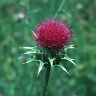 Milk Thistle