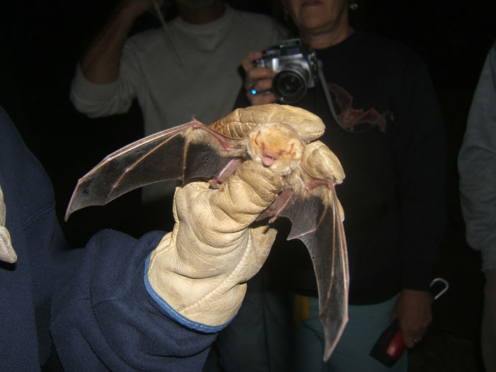Red bat captured in the Chiricahua Mountains, during a bat management workshop, June 2007 - Photo by Reclamation