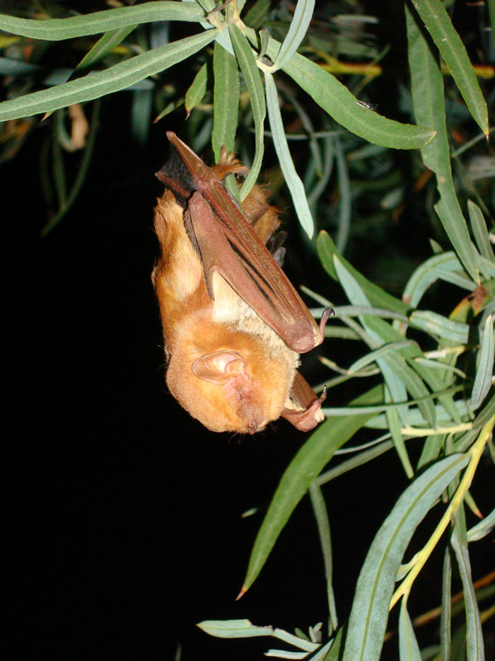 Red bat roosting in a coyote willow after being captured and released - Photo by Reclamation