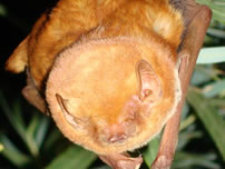 A red bat roosting in a willow at the Ahakhav Tribal Preserve, after being released, September 2009 - Reclamation