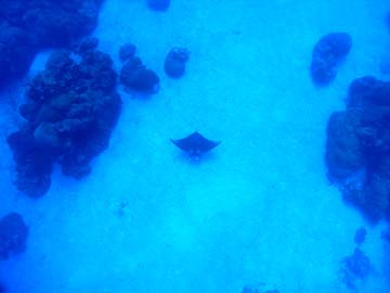 Looking far below at a manta ray swimming above a sand flat surrounded by coral formations. The manta ray is so far below that it looks like a toy.