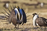 Sagegrouse thumbnail