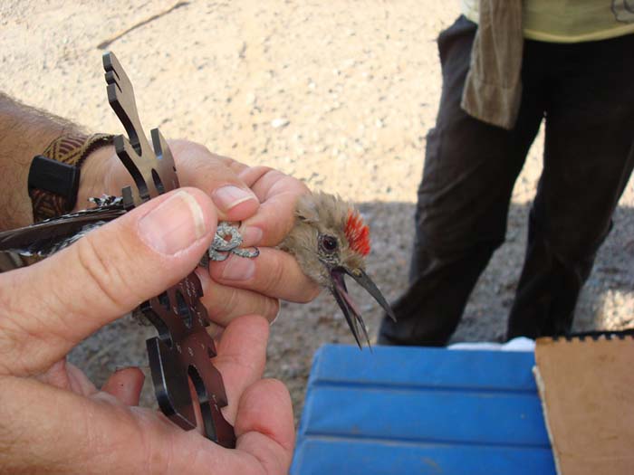 A biologist places a standard aluminum United States Fish and Wildlife Service issued bird band on a male Gila woodpecker - Photo by Reclamation