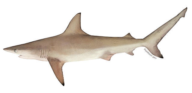 Atlantic Blacktip Shark image