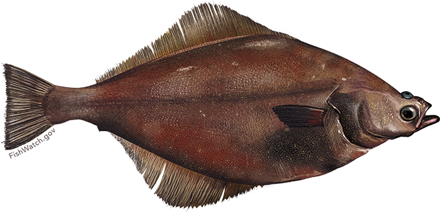 Arrowtooth flounder