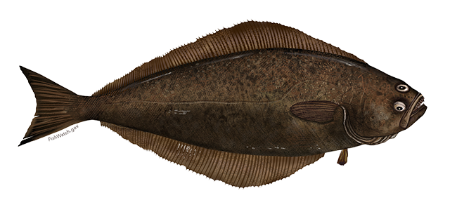 Illustration of Atlantic Halibut.