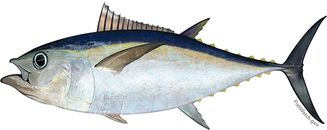 Atlantic bigeye tuna