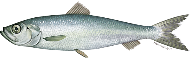 Atlantic Herring illustration