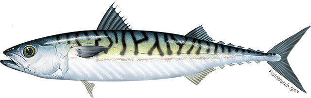 Atlantic mackerel