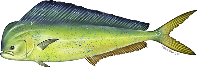 Pacific MahiMahi