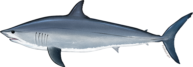 Illustration of an Atlantic Shortfin Mako Shark