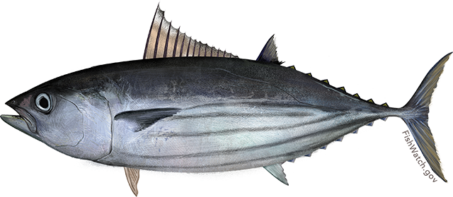 Illustration of an Atlantic Skipjack Tuna