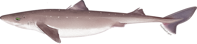 Atlantic spiny dogfish