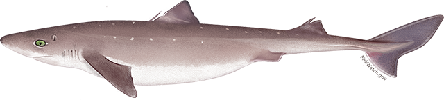 Illustration of a Pacific Spiny Dogfish.