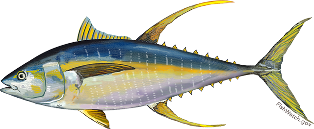 Atlantic Yellowfin Tuna illustration