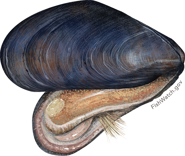 Illustration of a Blue Mussel